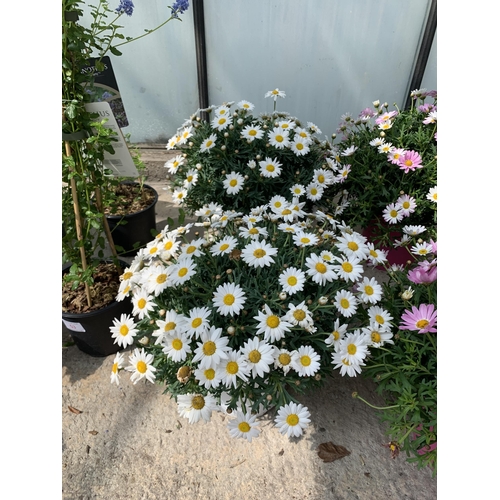 52 - TWO LARGE MARGUERITE WHITE IN 3 LTR POTS + VAT