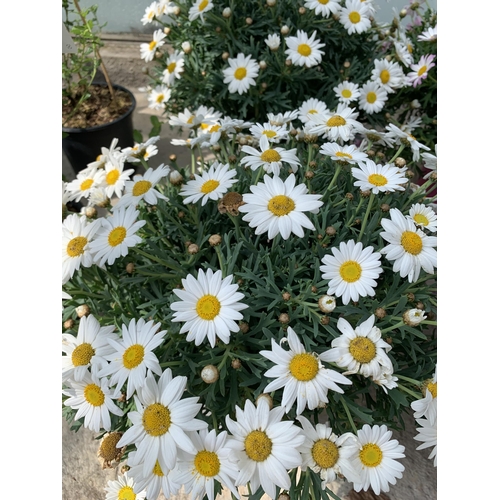 52 - TWO LARGE MARGUERITE WHITE IN 3 LTR POTS + VAT