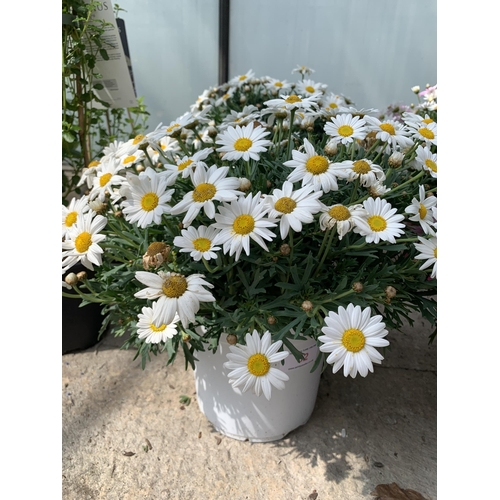 52 - TWO LARGE MARGUERITE WHITE IN 3 LTR POTS + VAT