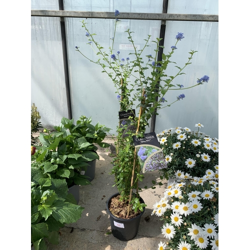 53 - TWO CEANOTHUS ON FRAMES SIZE C-2 + VAT