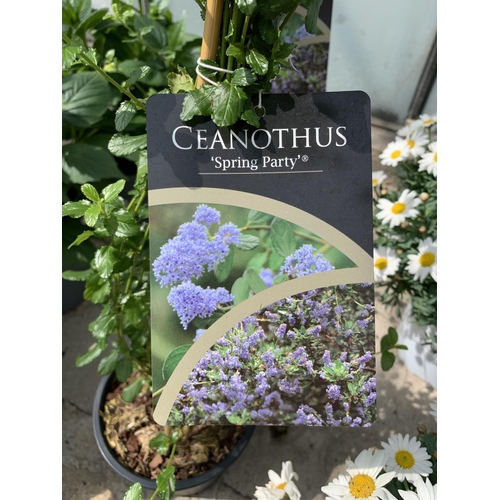 53 - TWO CEANOTHUS ON FRAMES SIZE C-2 + VAT