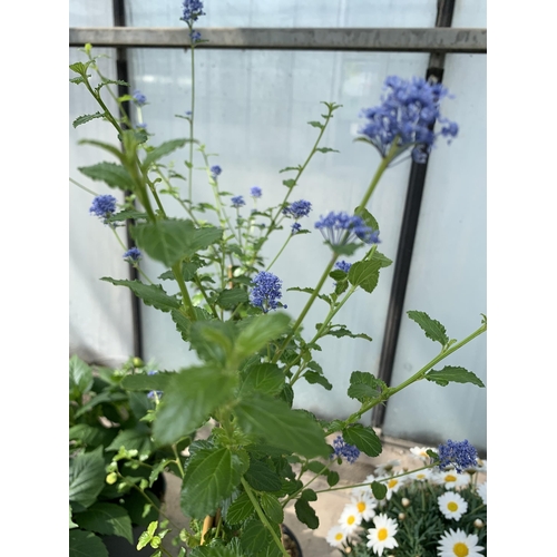 53 - TWO CEANOTHUS ON FRAMES SIZE C-2 + VAT