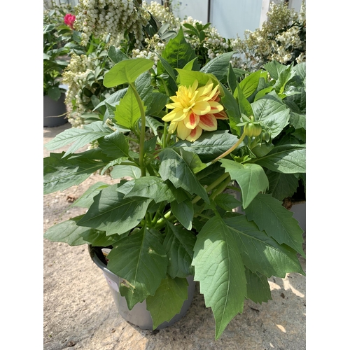 54 - FOUR MIXED VARIETY LARGE DAHLIAS IN 3 LTR POTS + VAT