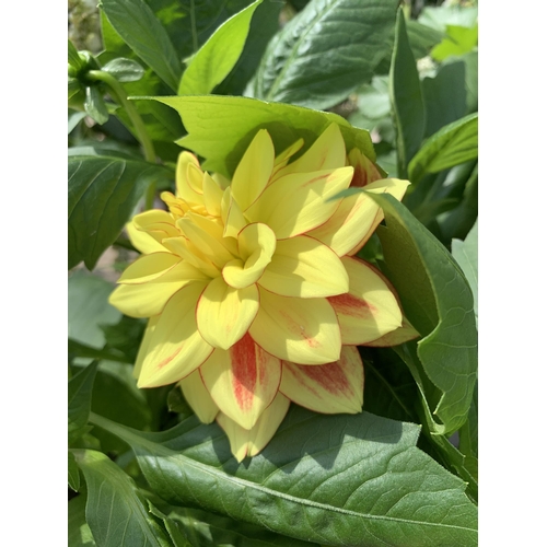 54 - FOUR MIXED VARIETY LARGE DAHLIAS IN 3 LTR POTS + VAT