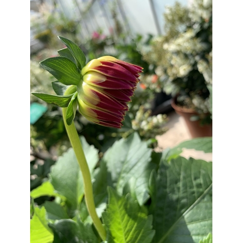 54 - FOUR MIXED VARIETY LARGE DAHLIAS IN 3 LTR POTS + VAT