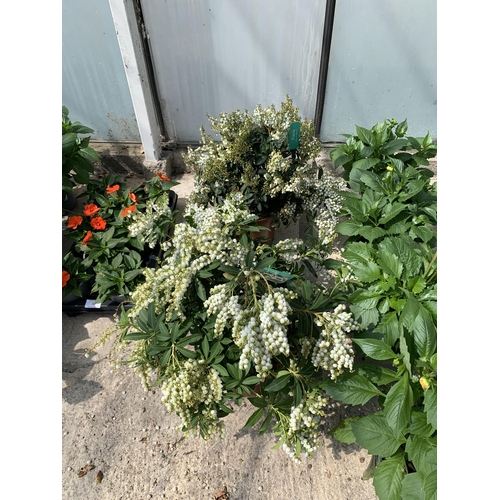 55 - TWO PIERIS JAPONICA IN 5 LTR POTS + VAT