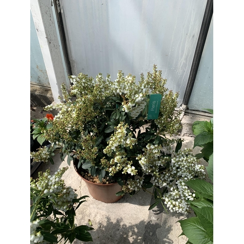 55 - TWO PIERIS JAPONICA IN 5 LTR POTS + VAT