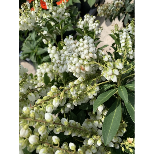 55 - TWO PIERIS JAPONICA IN 5 LTR POTS + VAT