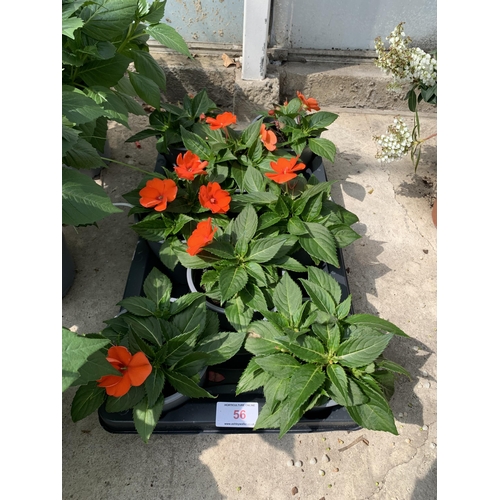 56 - EIGHT RED NEW GUINEA IMPATIENS + VAT