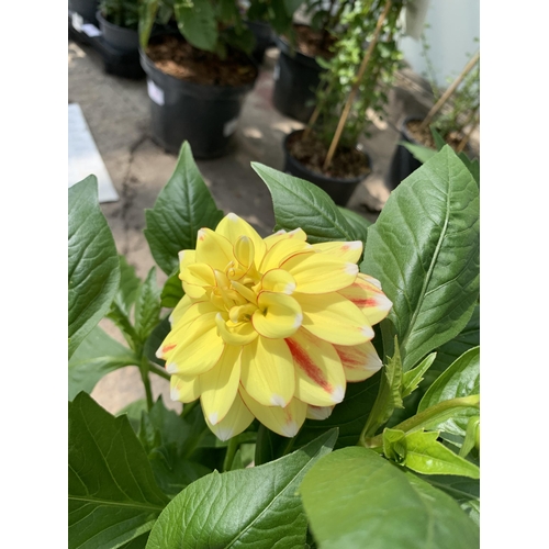 57 - FOUR LARGE MIXED VARITY DAHLIAS IN 3 LTR POTS + VAT