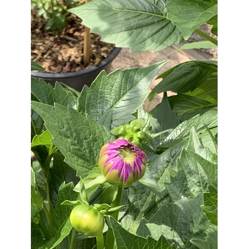 57 - FOUR LARGE MIXED VARITY DAHLIAS IN 3 LTR POTS + VAT