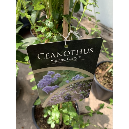 58 - TWO CEANOTHUS ON FRAMES SIZE C-2 + VAT