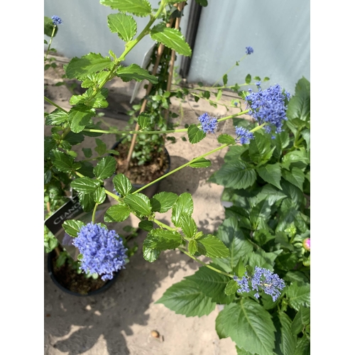 58 - TWO CEANOTHUS ON FRAMES SIZE C-2 + VAT