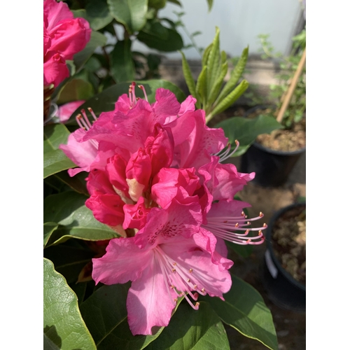 59 - TWO PINK RHODODENDRONS SIZE C-5 + VAT