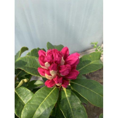 59 - TWO PINK RHODODENDRONS SIZE C-5 + VAT