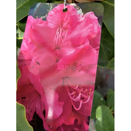 59 - TWO PINK RHODODENDRONS SIZE C-5 + VAT