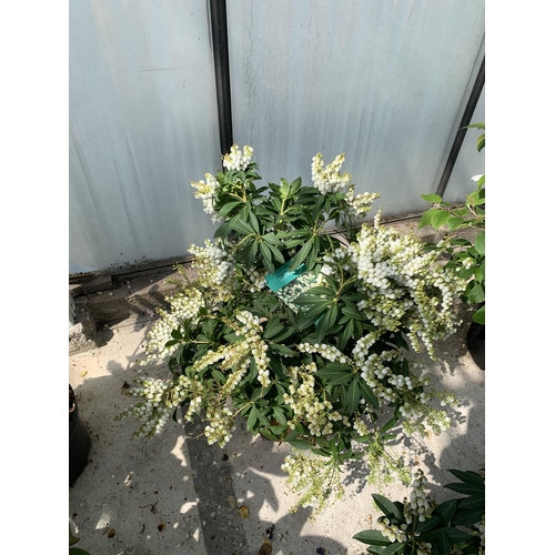 62 - TWO LARGE PIERIS JAPONICA IN 5 LTR POTS + VAT