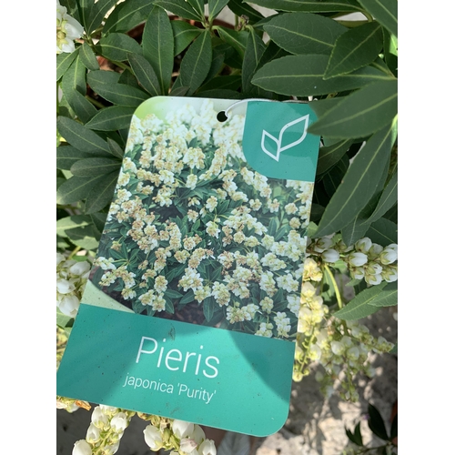 62 - TWO LARGE PIERIS JAPONICA IN 5 LTR POTS + VAT