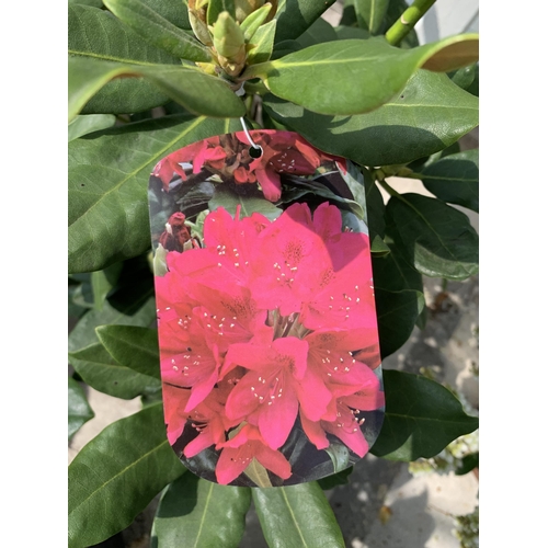 63 - TWO RHODODENDRON SIZE C-5 + VAT