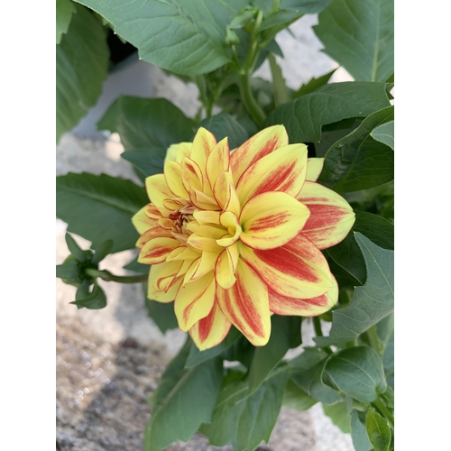 64 - FOUR LARGE MIXED VARIETY DAHLIAS IN 3 LTR POTS + VAT