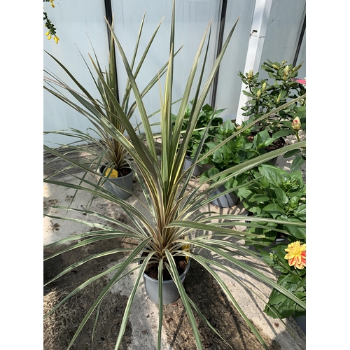 65 - TWO LARGE CORDYLINE TORBAY DAZZLER SIZE C-2 + VAT