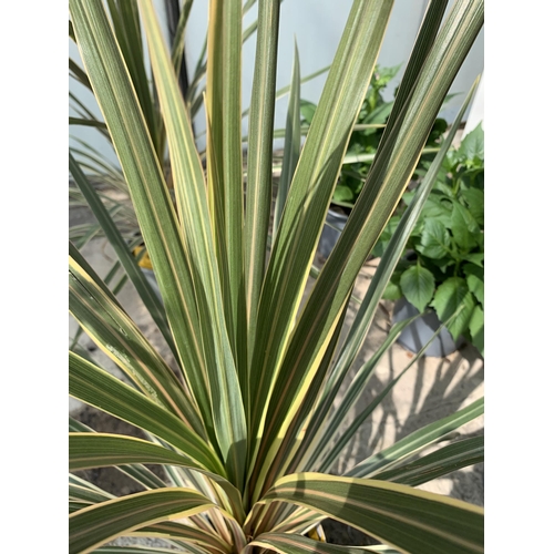 65 - TWO LARGE CORDYLINE TORBAY DAZZLER SIZE C-2 + VAT