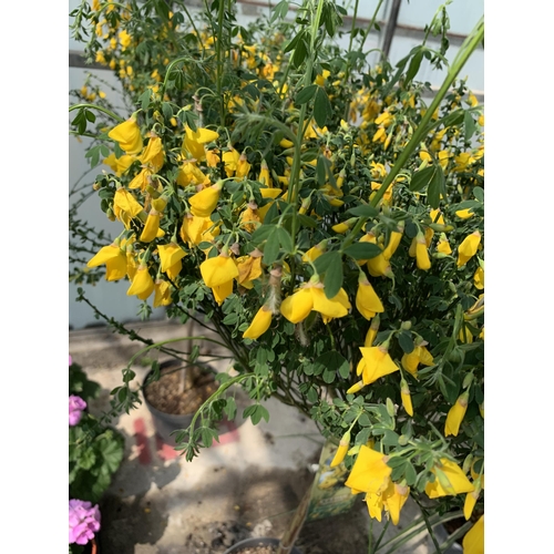 66 - TWO STANDARD CYTISUS SCOPARIUS GOLDEN SUNLIGHT (YELLOW BROOM) IN 5 LTR POTS + VAT