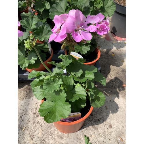 67 - EIGHT GERANIUM GRANDUER DARK LAVENDER + VAT