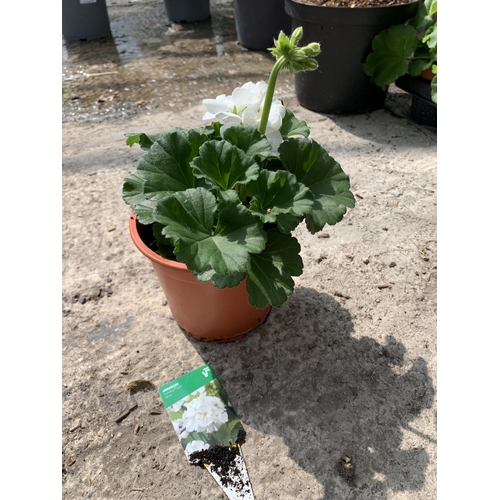 68 - EIGHT GERANIUM GRANDUER DARK WHITE + VAT