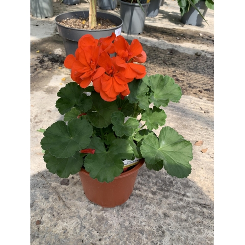 69 - EIGHT GERANIUM GRANDUER DARK ORANGE + VAT