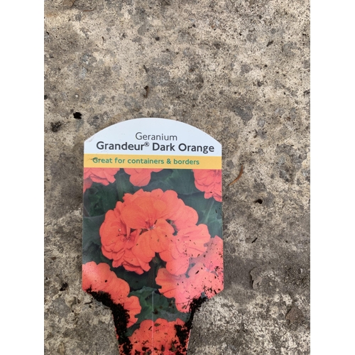 69 - EIGHT GERANIUM GRANDUER DARK ORANGE + VAT