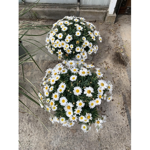 7 - TWO LARGE MARGUERITE WHITE IN 3 LTR POTS + VAT