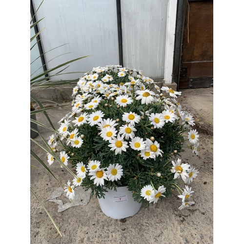 7 - TWO LARGE MARGUERITE WHITE IN 3 LTR POTS + VAT