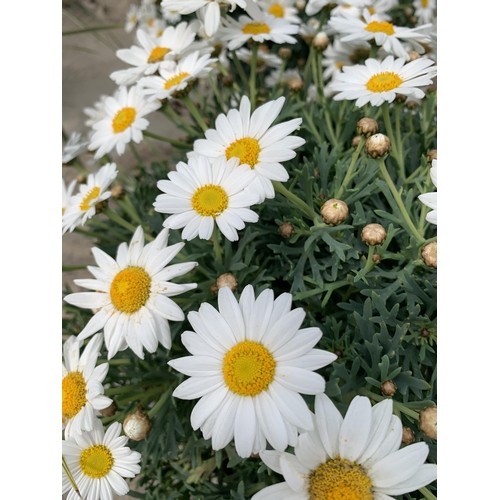 7 - TWO LARGE MARGUERITE WHITE IN 3 LTR POTS + VAT