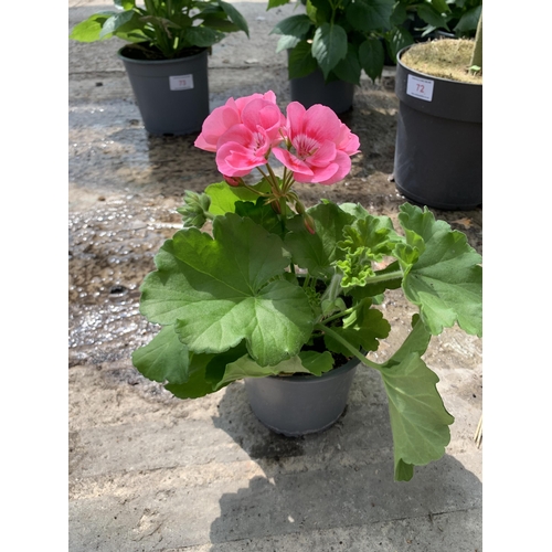 70 - EIGHT GERANIUMS GRANDUER CLASSIC ROSE SPLASH + VAT