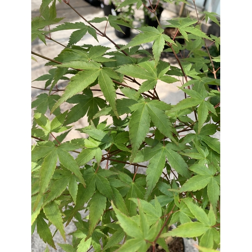 71 - A STANDARD ACER PALMATUM LITTLE PRINCESS IN A 5 LTR POT + VAT