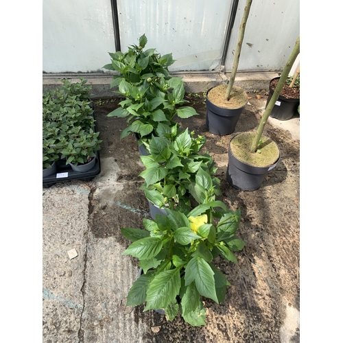 73 - FOUR LARGE MIXED VARIETY DAHLIAS IN 3 LTR POTS + VAT