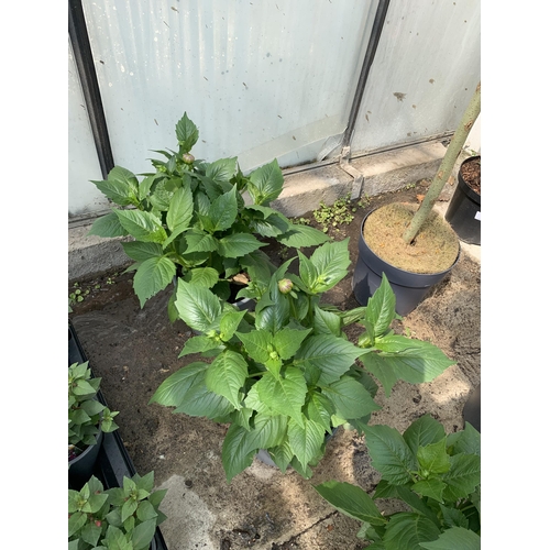 73 - FOUR LARGE MIXED VARIETY DAHLIAS IN 3 LTR POTS + VAT