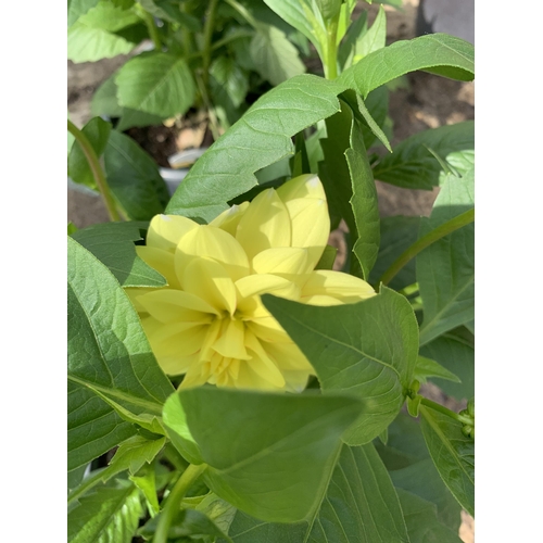 73 - FOUR LARGE MIXED VARIETY DAHLIAS IN 3 LTR POTS + VAT