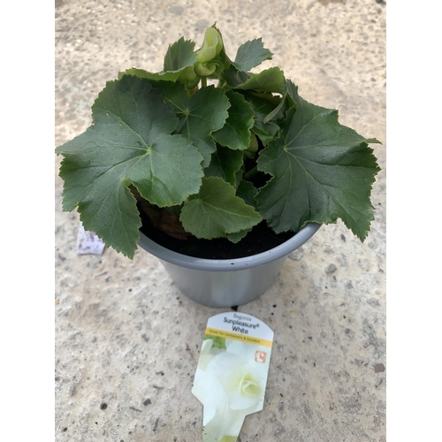 76 - EIGHT BEGONIA SUNPLEASURE WHITE + VAT