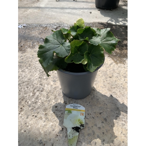 77 - EIGHT BEGONIA SUNPLEASURE WHITE + VAT