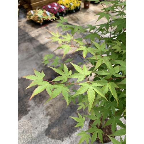 78 - A STANDARD ACER PALMATUM LITTLE PRINCESS IN A 5 LTR POT