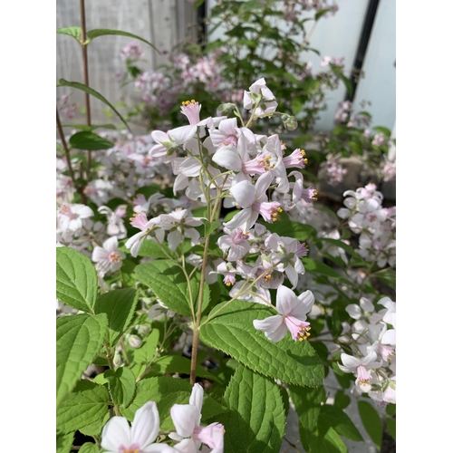 79 - TWO DEUTZIA MONT ROSE SIZE C-5 + VAT