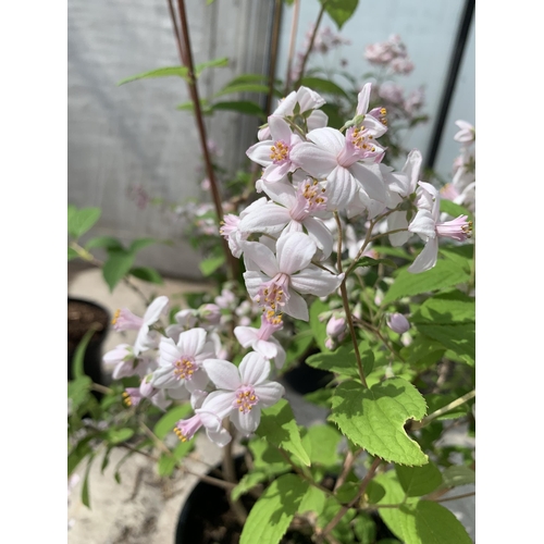 79 - TWO DEUTZIA MONT ROSE SIZE C-5 + VAT