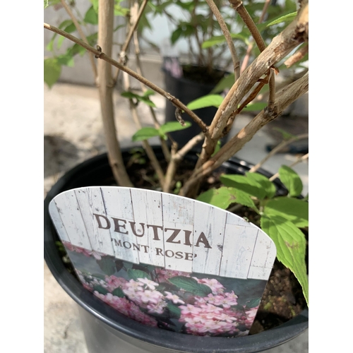 79 - TWO DEUTZIA MONT ROSE SIZE C-5 + VAT