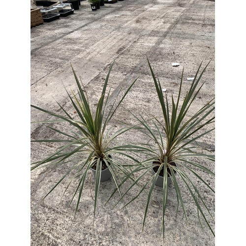 8 - TWO LARGE CORDYLINE TORBAY DAZZLER SIZE C-2 + VAT