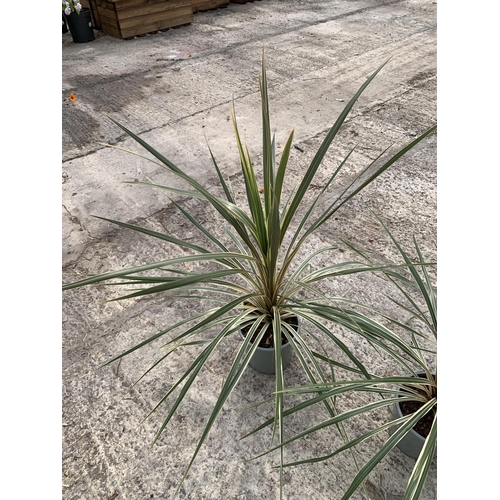 8 - TWO LARGE CORDYLINE TORBAY DAZZLER SIZE C-2 + VAT