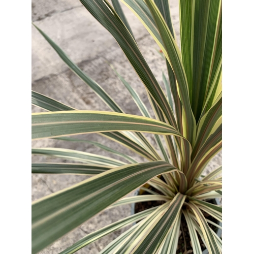 8 - TWO LARGE CORDYLINE TORBAY DAZZLER SIZE C-2 + VAT