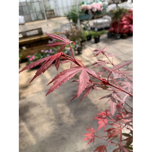 80 - A STANDARD ACER PALMATUM SHAINA IN A 5 LTR POT + VAT