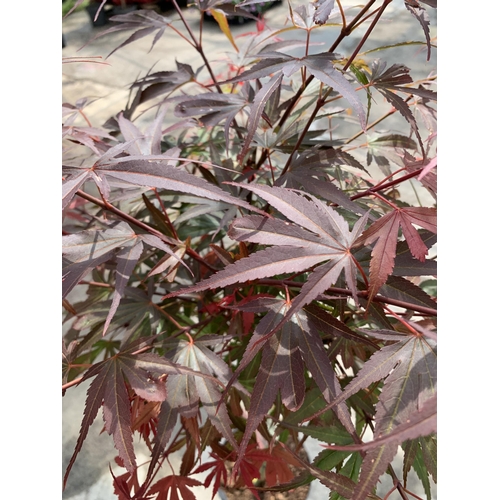 80 - A STANDARD ACER PALMATUM SHAINA IN A 5 LTR POT + VAT